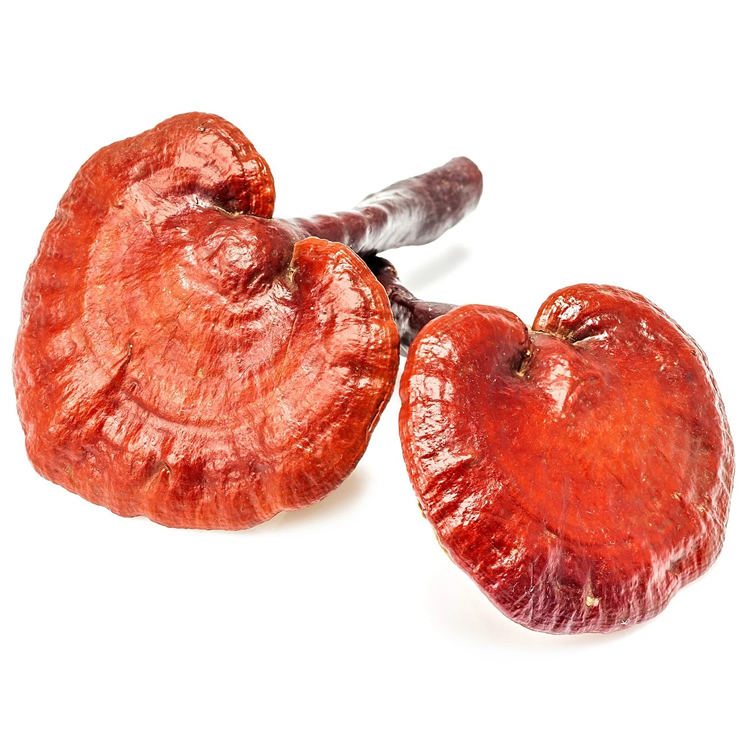 Ganoderma Lucidum Spore Powder Ganoderma Lucidum Spore Powder