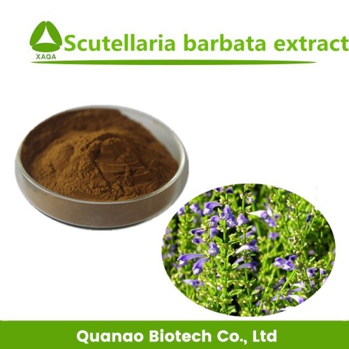 Scutellaria Barbata-Pulver-Barett-Skullcap-Extrakt