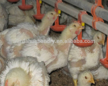 High quality poultry automatic chicken drinker