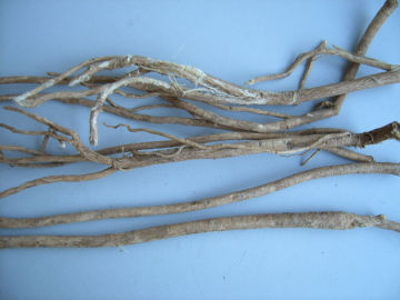 Dried and natural radix scutellariae