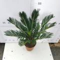 Cycas revoluta 140#AA for sale