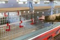 Poulettes élevant la cage pour l&#39;aviculture