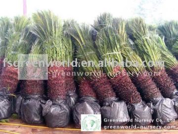 cycas revoluta sago palm