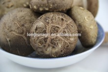 Chinese Cultivated Dried Tea Flower Shiitake Mushroom Exported to England