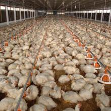 Automatic Poultry Farm Equipment: Ground Feeding Pan System for Broiler Chickens