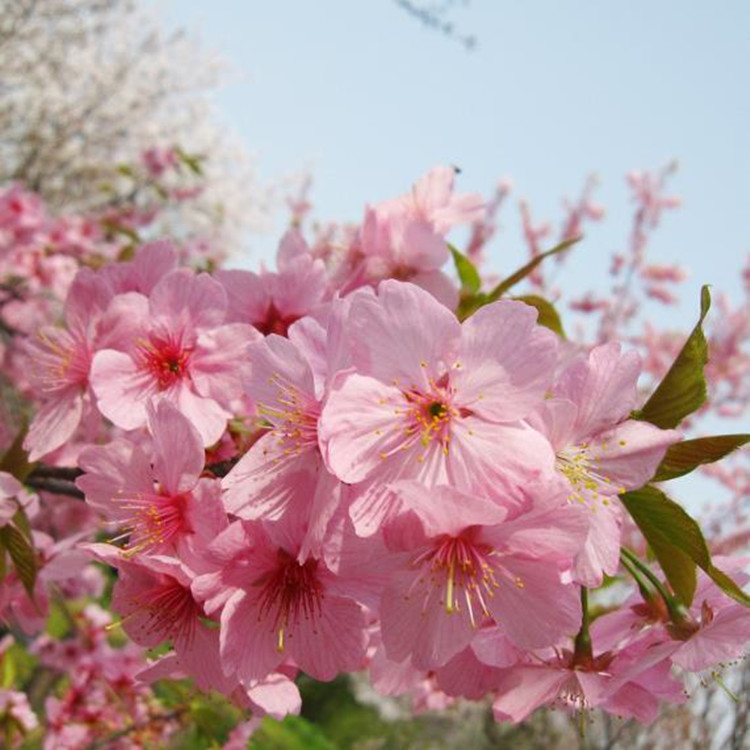 Grau cosmético de óleo essencial de flor de cerejeira