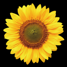 Sunflower Gobo Glass Film Slide for Projector - A1-0010