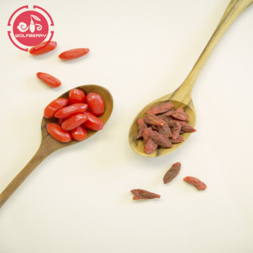 GMP Factory Best Selling Low pesticide Goji Berries