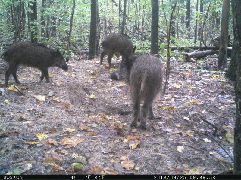 big sika deer