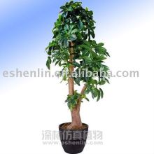 Decoration money tree (Pachira macrocarpa)