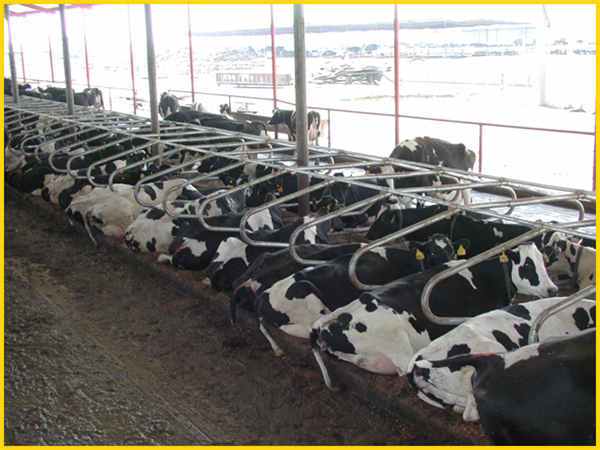 KLN free cow stall