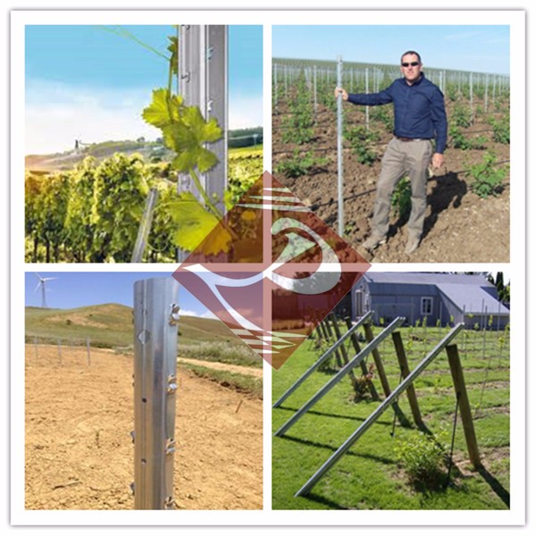 high strangth metal vineyard post/grape stake/vineyard trellis post