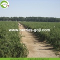 ขายส่งผลไม้จำนวนมากสารกำจัดศัตรูพืชต่ำ Goji Berry