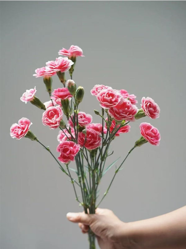 স্প্রে কার্নেশন প্রিন্স চেরি Spray carnation prince cherry