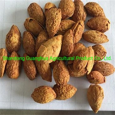 Best Quality and New Crop Almonds in Shell