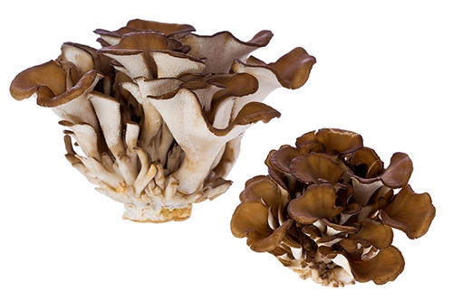 Maiitake Pilzextrakt maiitake mushroom extract