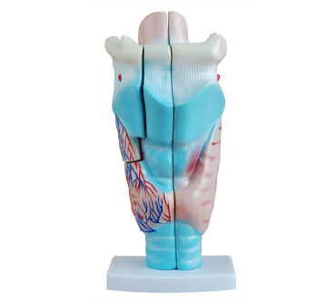 Magnified Human Larynx Model