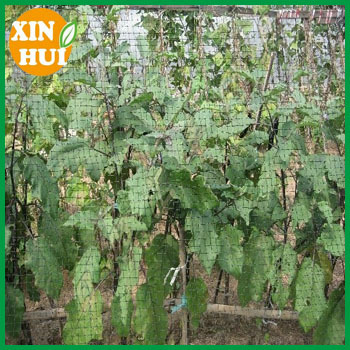 Agricultural Orchard Protect Anti Bird Net Bird Protect Net