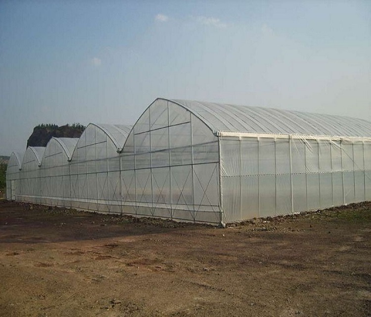 Tunnel Plastic Film Greenhouse For Growing Vegetables