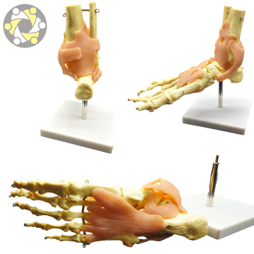 Life Size Human Skeleton Foot Joint Model with Ligaments for Medical Education