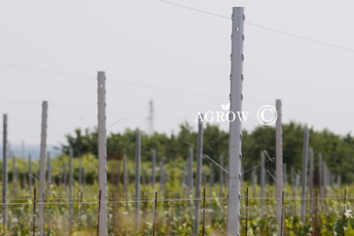 System Trellis Wine Grape