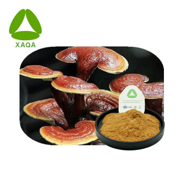 Ganoderma reishi extracto de hongos polisacárido 30% en polvo