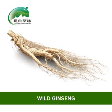 Fresh Harvested Changbai Ginseng