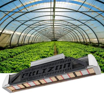 Samsung Led 240w Grow Light per piante mediche