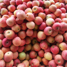 new crop fresh fuji apple