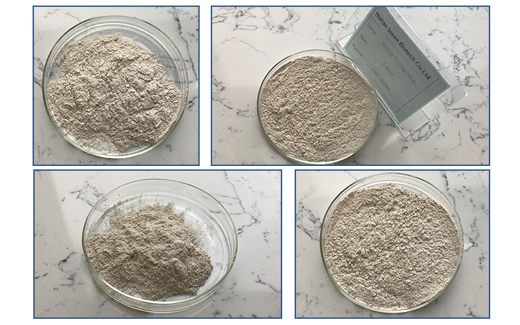 Agricultural Grade Fertilizer Additive Bacillus Mucilaginosus