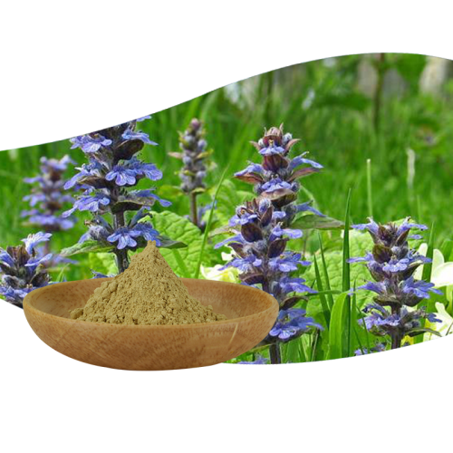 Ajuga Turkestanica Extrakt Pulver Turkesterone 2% 10%