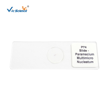 Set Of 13 Slides Microorganisms