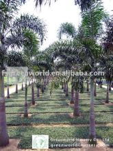 wodyetia bifurcata fox tail palm