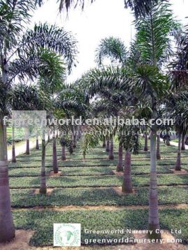 wodyetia bifurcata fox tail palm