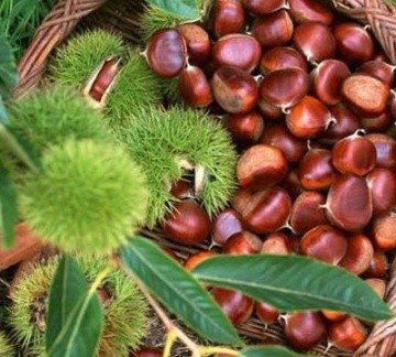 Chinese Chestnut Fresh Organic New Crop