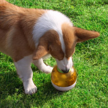 Training Cat Toy Fun Pet Feeder Educational Tumbler