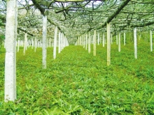 coptis side effects coptis deltoidea