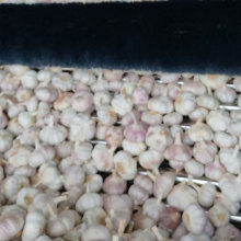 Pure Garlic for Medicinal and Cooking Purposes