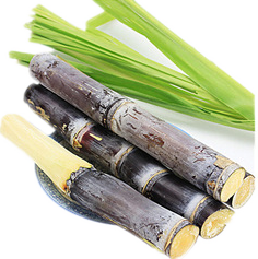 Sugar-Cane-Extract.png