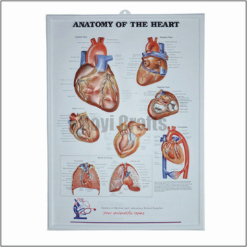 Human Heart 3D Chart/Medical Wall Chart/3D Medical Poster