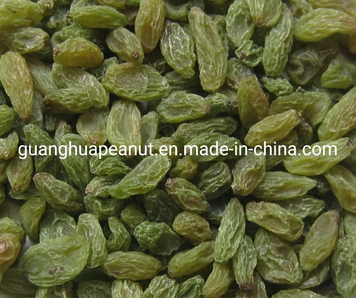 Hot Sale Good Quality Raisins From China