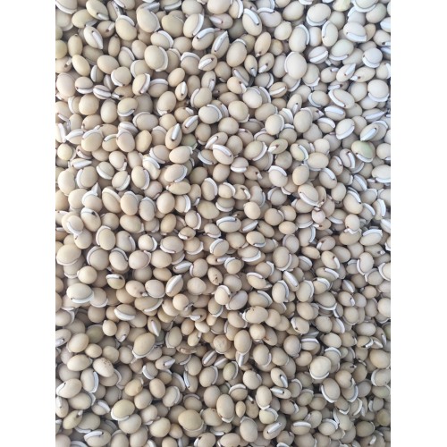 High quality white lentils