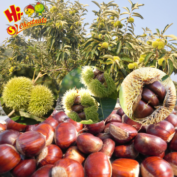 Wholesale Chestnut Raw Sweet Fresh Chestnut Kernel