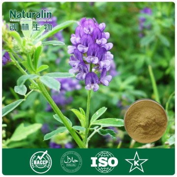 100% Natural Medicago sativa Extract powder with 5% Total flavonoids by UV