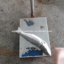 Fresh Frozen Fish Gutted Grey Mullet 1-2kg/pc