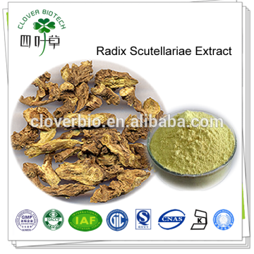 30% 85% 90% 98% natural baicalin radix scutellariae extract