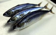 Whole Round Frozen Mackerel Fish
