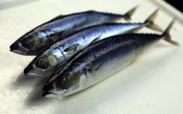 Whole Round Frozen Mackerel Fish