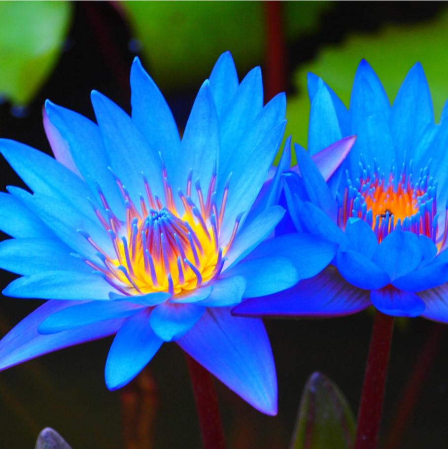 น้ำมันหอมระเหยดอกบัวสีน้ำเงินบริสุทธิ์น้ำมันดอกบัวสีฟ้าบริสุทธิ์ 100% ธรรมชาติ