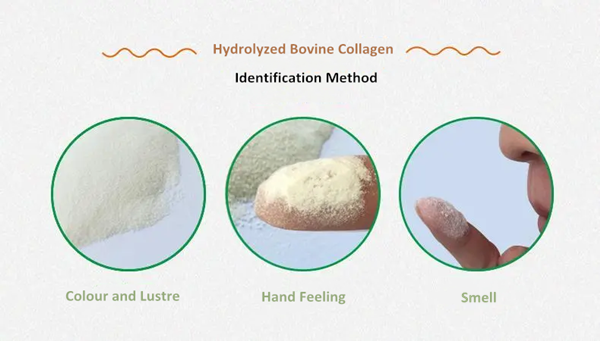 Hydrolyzed Bovine Collagen